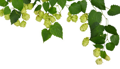 hop cones. Medical plant. Close-up of green ripe hop cones.on transparent, png. Hops cones. beer ingredient