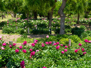 Obraz premium 植物園に咲く色鮮やかなシャクヤクの花