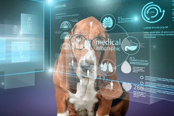 Smart dog looks at virtual medical screen