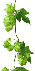 branches of hops with leaves. hops plant on transparent, png. green hops cones. Beer production ingredient. Brewing