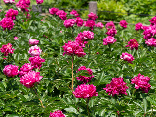 植物園に咲く色鮮やかなシャクヤクの花