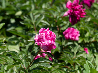 植物園に咲く色鮮やかなシャクヤクの花