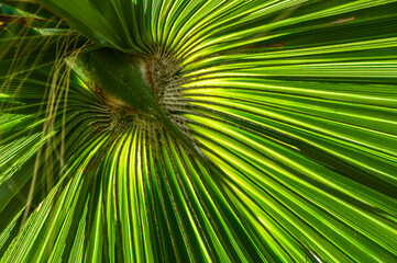 Fototapeta premium Close up green palm leaf texture, abstract palm leaf horizontal background