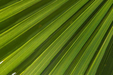 Obraz premium Close-up of green palm leaf
