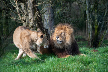 Lion and lioness