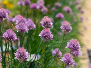 Fototapeta premium 畑に咲いたチャイブの花