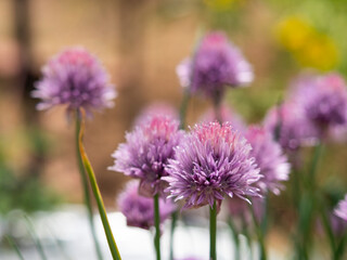 畑に咲いたチャイブの花