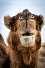 Fototapeta premium Closeup profile of a camel in perfect details.
