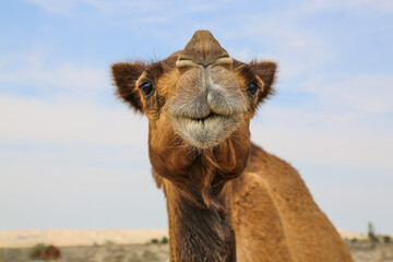 Closeup profile of a camel in perfect details.