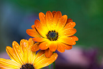 orange flower with drops
