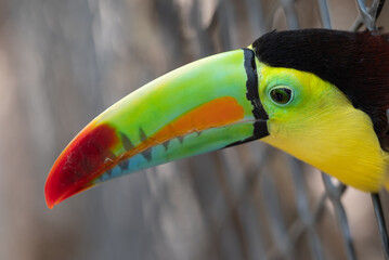 tucan des caraibes en colombie