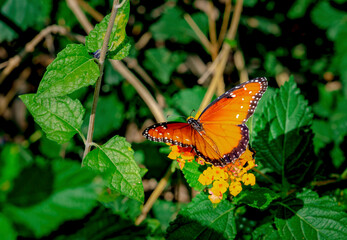 A male monarch butterfly drinks from an orange flower in a spring garden in Phoenix Arizona