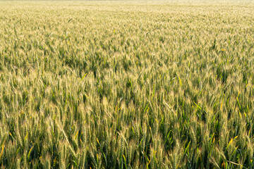 Ripe ears of meadow wheat field. Ears of green wheat close up. 