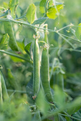 green pea pods on a pea plants in a garden. Growing peas outdoors