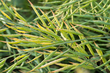 Naklejka premium Rapeseed seed pods, Stems of rapeseed, Green Rapeseed field