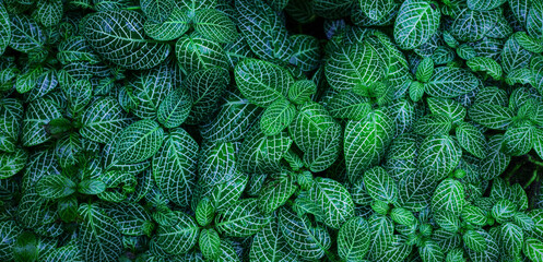 closeup nature view of green leaf texture, dark wallpaper concept, nature background, tropical leaf