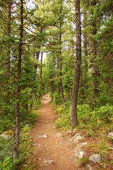 Hike through the Trees, Utah