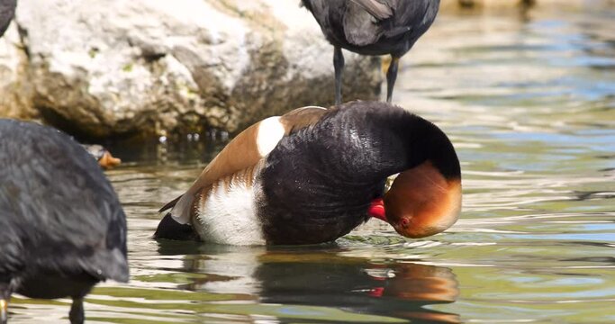 Wildlife - birds. The red-crested pochard is a diving duck. They live in lakes and other closed waters, they are also seen in the seas. It feeds on leaves, stems and roots of aquatic plants.