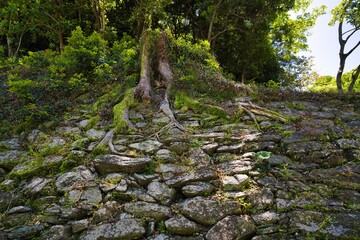 和歌山城内にある石垣から生える力強い木の根っこ