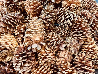 A festive pile of holiday pine cones adorned with hints of glitter and snow, evoking the warmth and coziness of the season, perfect for decorations and adding a touch of natural charm.