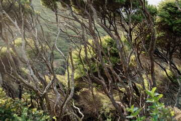 Interior of native manuka trees. Anawhata, Auckland, New Zealand.