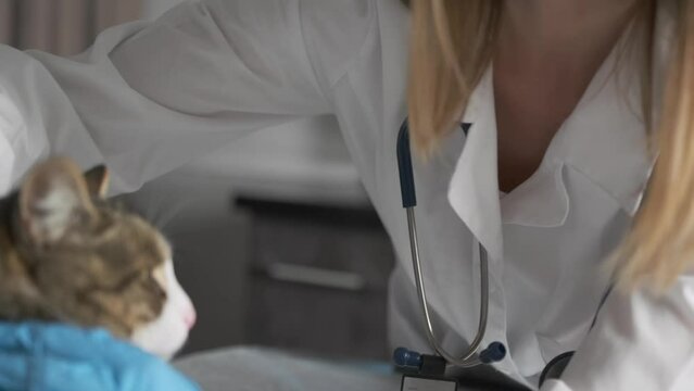 Caring nurse veterinarian deworms cat by applying substance to withers close-up of pet during scheduled visit for an annual examination and prevention of animal diseases.