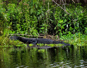 Fototapeta premium Alligatorr Full Body From Florida Laying By a River