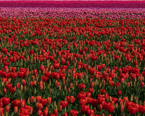 Roozengaarde in Skagit Valley during the Skagit Valley Tulip Festival 