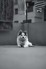 chihuahua on the porch