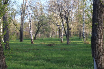 Fototapeta premium tree in the park