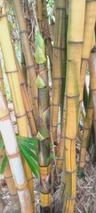 bamboo forest background
