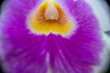 Orchid
