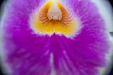 Orchid