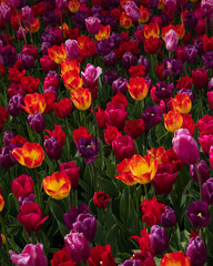 Roozengaarde in Skagit Valley during the Skagit Valley Tulip Festival 