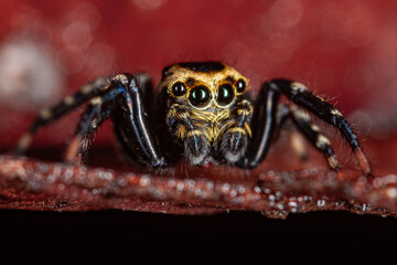 jump spider