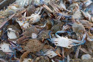 Fresh crab on the market in the fishing net, Bandar Abbas, Iran.