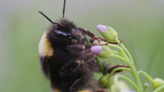 Bumblebee sitting on purple cuckoo flower gathering pollen, macro view of face