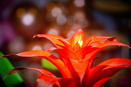 Guzmania brom&eacute;lia 