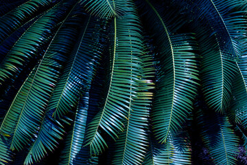 Naklejka premium tropical palm leaf and shadow, abstract natural green background, dark tone textures.