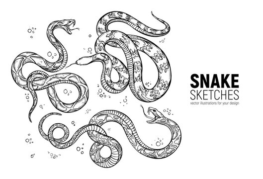 Set of hand-drawn snake sketches. Sketch, design, template for posters, prints, stickers and other printing