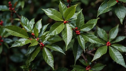 Broadleaf Trees: broadleaf trees such as holly, magnolia, and live  - Powered by Adobe