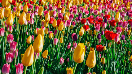 Field of colorful bright blooming tulips, large group of multi colored flowers nature still vivid...
