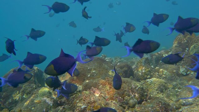 A large school of dark blue fish swims near the rocky seabed in the sunlight.
Red-Toothed Triggerfish (Odonus niger) 40 cm. ID: dark blue, lunate caudal fin.