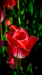 Fototapeta premium A single red tulip with delicate white edges stands upright in soft sunlight against a blurred dark garden, perfect for spring-themed promotions.