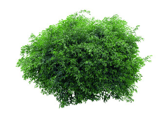 Tropical plant fence bush green shrub tree isolated on white background with clipping path.