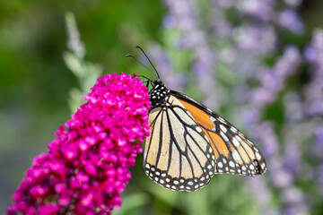 A monarch butterfly gathering nectar from the flowers of a butterfly bush.