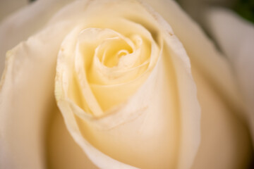 White Rose