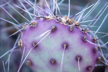 Santa Rita Prickly Pear Cactus