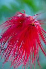 Red Bottle Brush Flower - Calliandra haematocephala