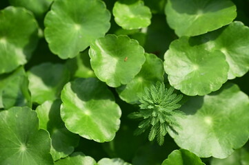 A close-up view of lush aquatic plants thriving in a spring pond, evoking a sense of tranquility and connection to nature.